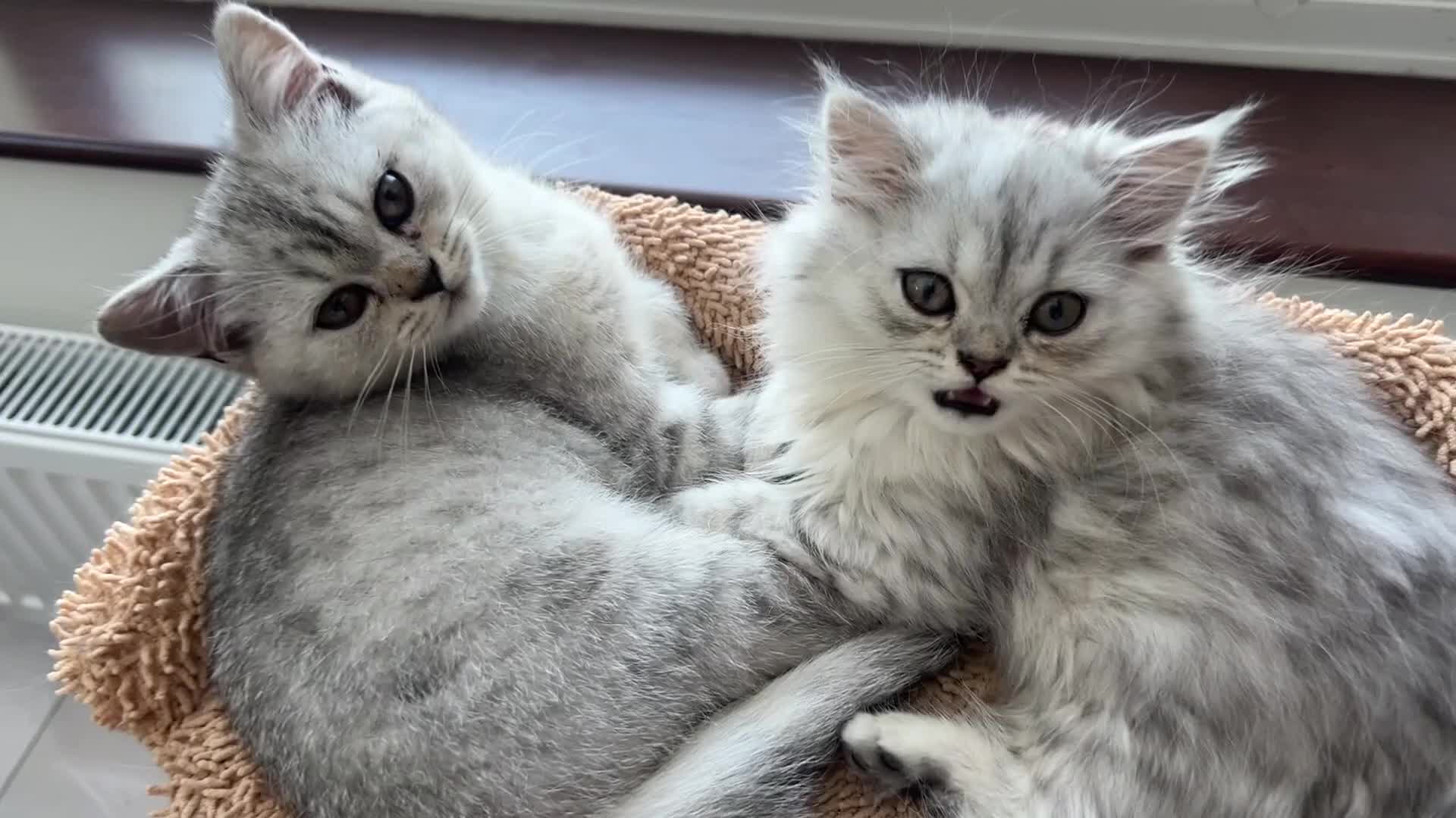 British Shorthair cats for sale: BSH X PERSAIN  - Video 1