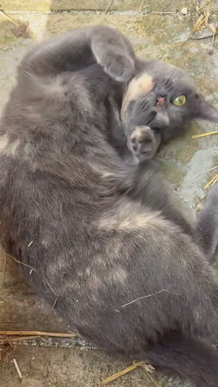 British Shorthair cats for sale: Beautiful Tortoise Female  - Video 1