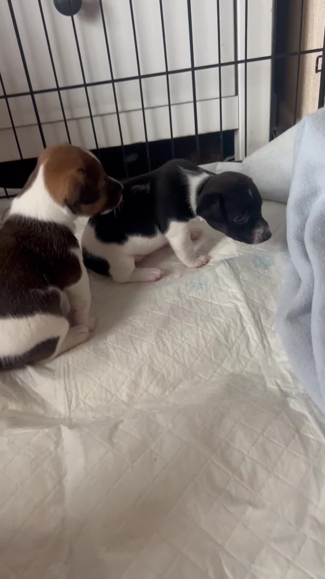 Jack Russell dogs for sale: Jack Russel puppies  - Video 4