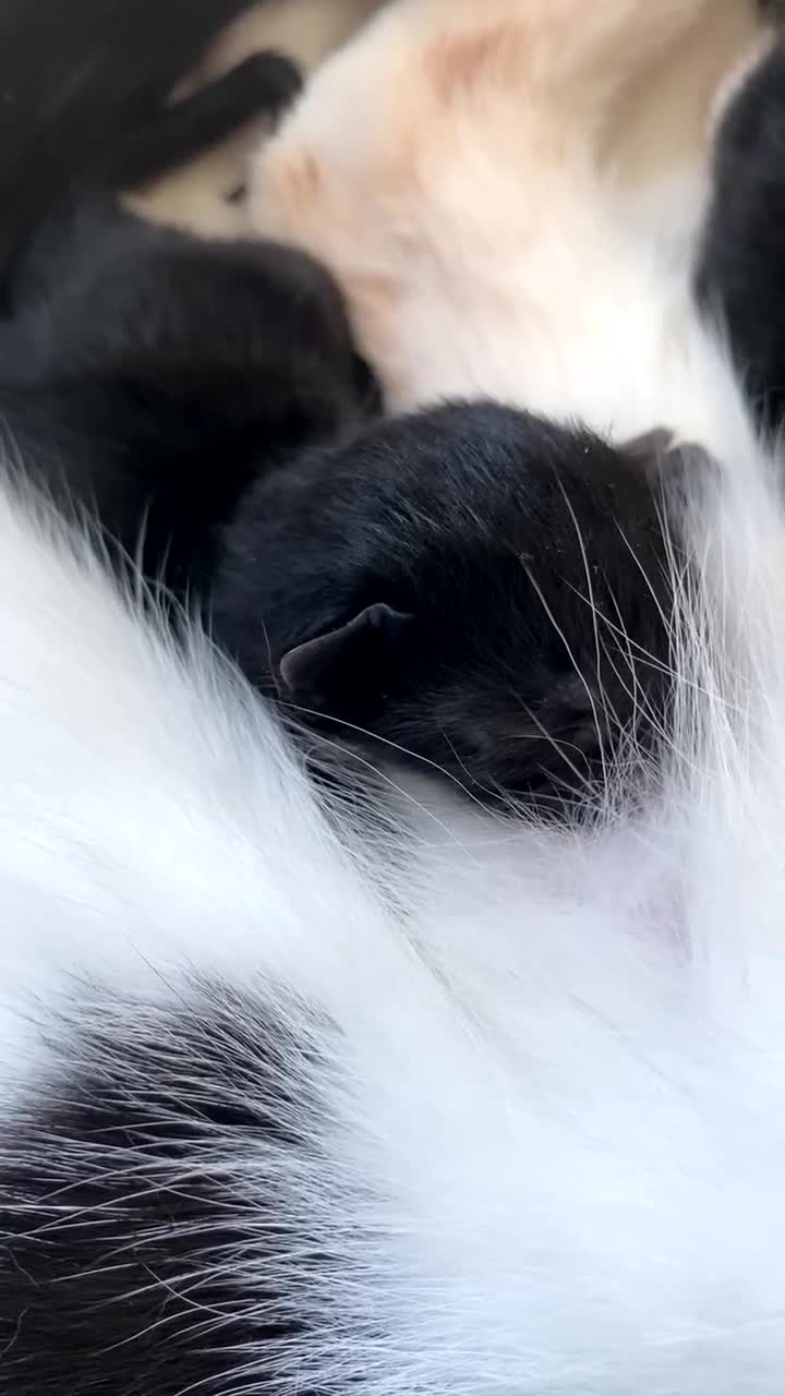 Ragdoll cats for sale: Kittens 💗 - Video 1