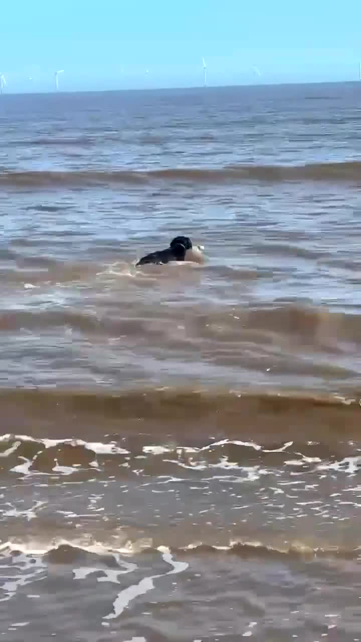 Labrador Retriever dogs for stud: Marley  in Wisbech - Video 1
