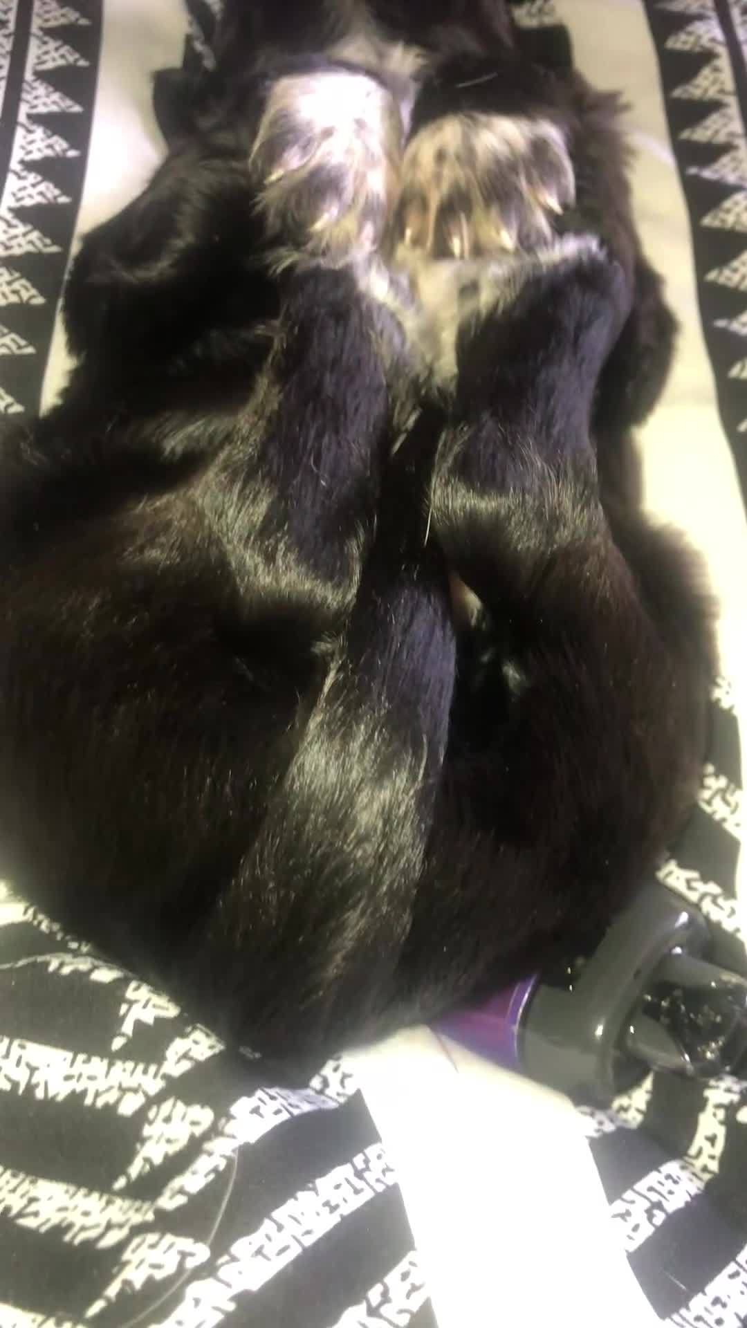 Cocker Spaniel dogs for sale: Outstanding Cocker Spaniel Puppies for Sale.  - Video 1