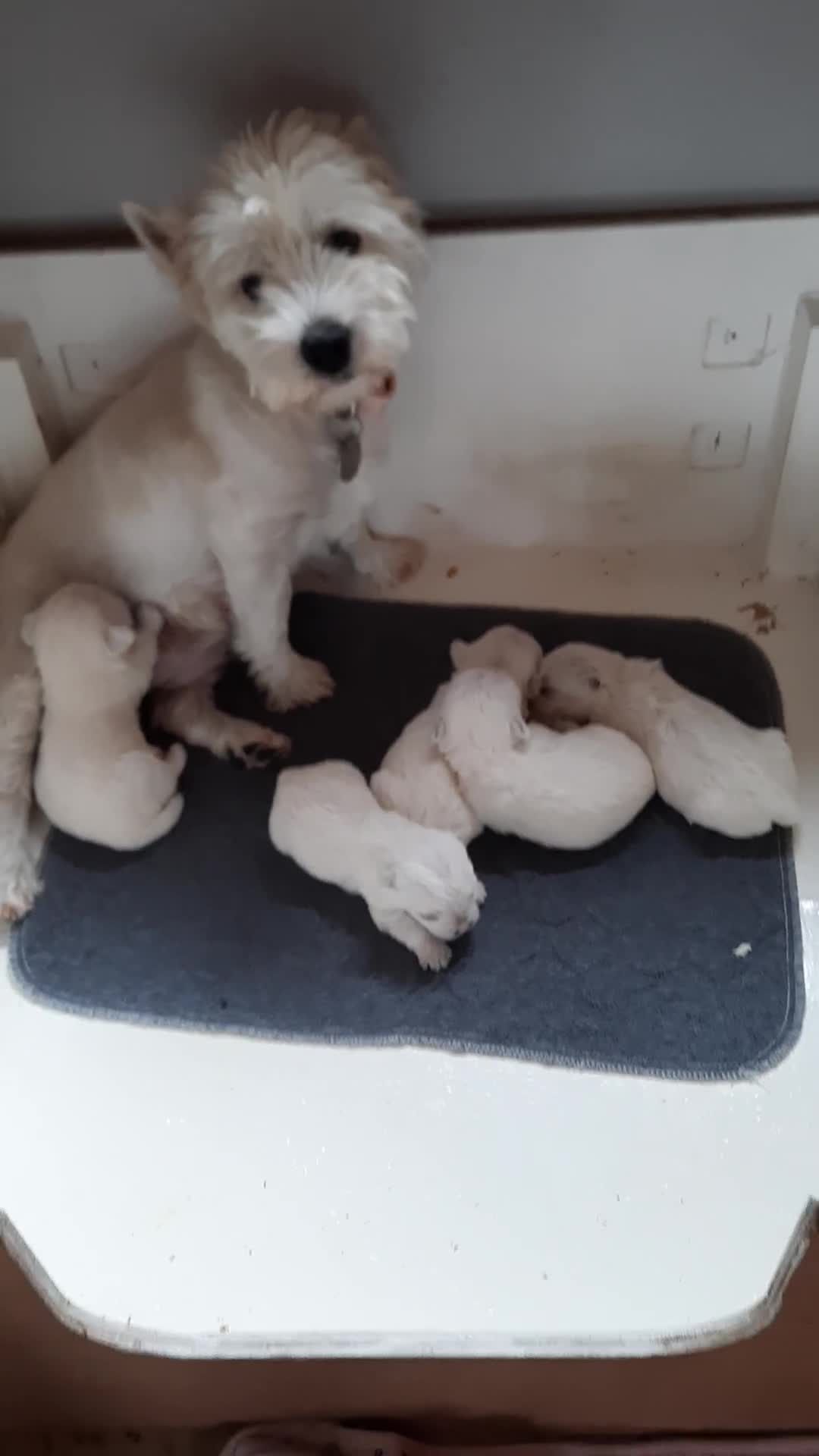 West Highland Terrier dogs for sale: BEAUTIFUL KC REG. WESTIE PUPPIES - Video 4