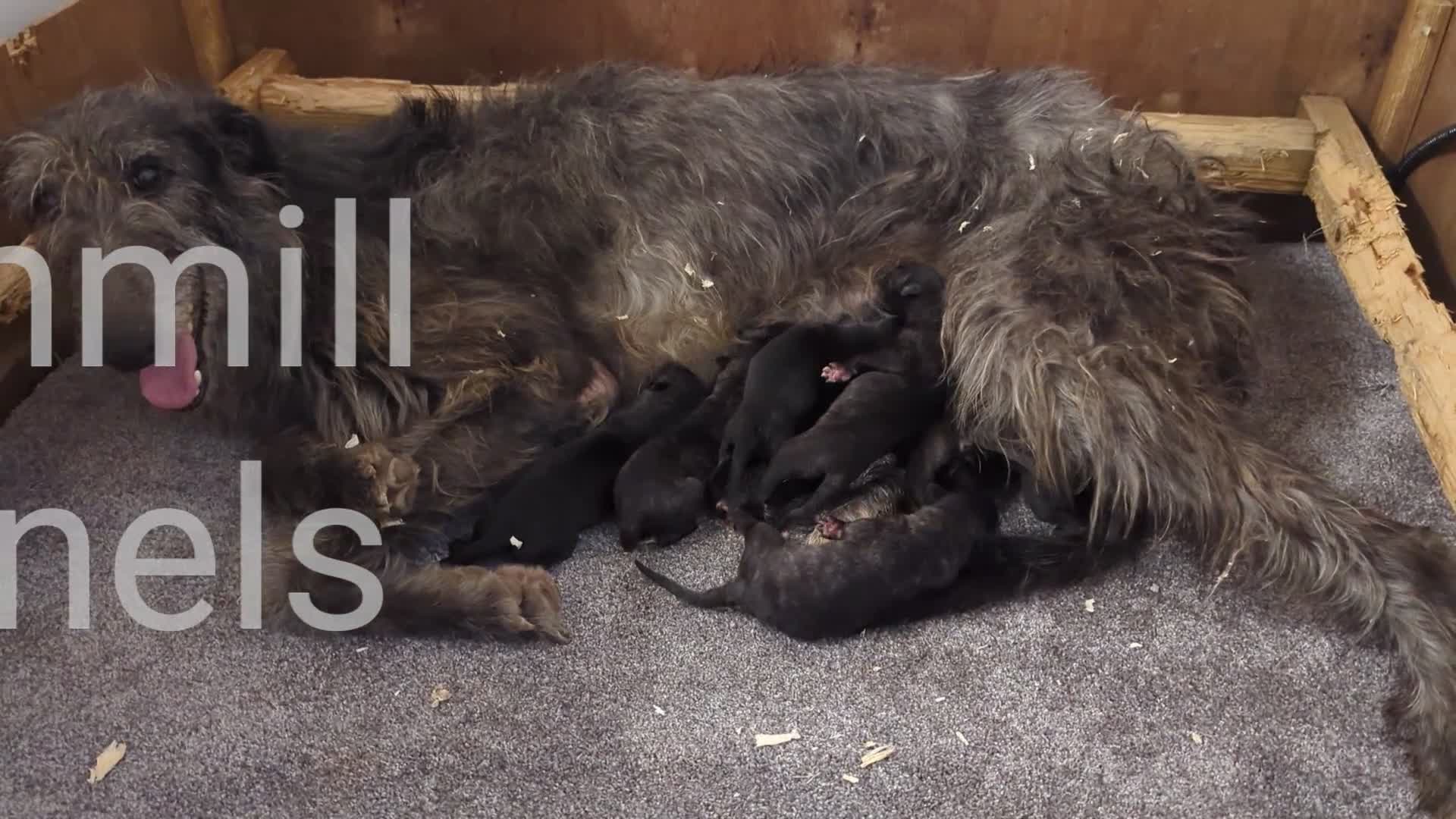 Deerhound dogs for sale: Scottish Deerhound Puppies  - Video 2