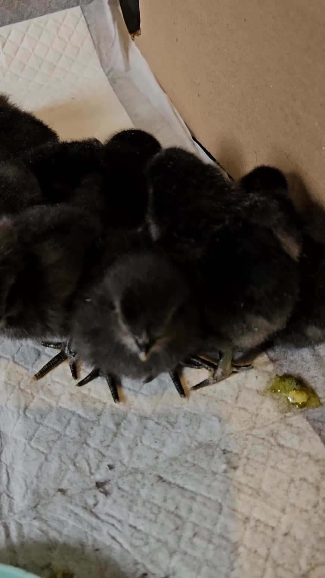 Chickens poultry for sale: Pekin/ tuftie chick's  in Spennymoor - Video 1