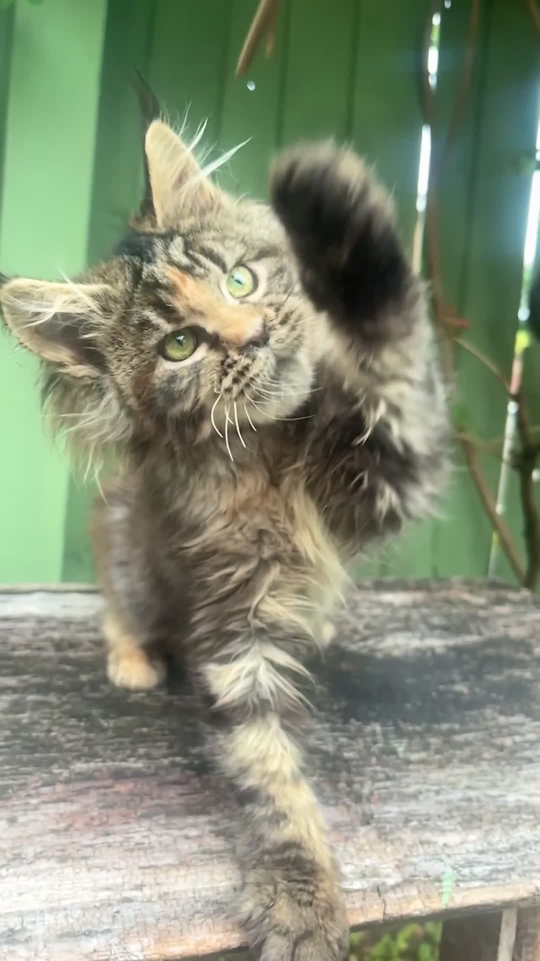 Maine Coon cats for sale: Maine coon kittens champion line polydactyl  - Video 2