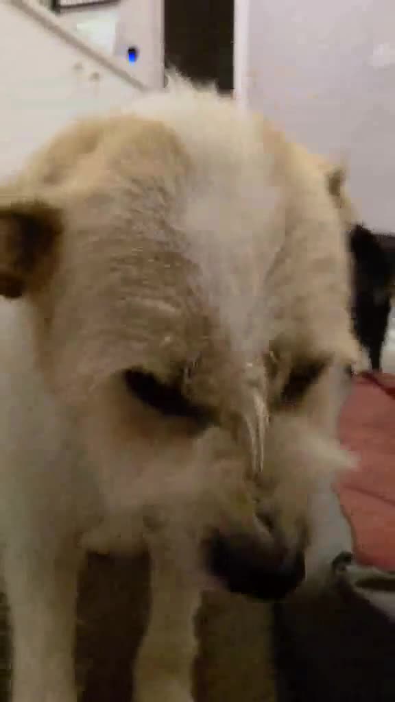 Mixed Breed dogs for adoption: Hershey ( and brother Harley )  - Video 2