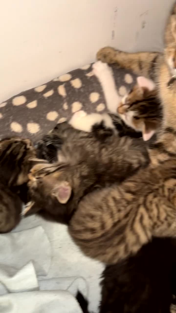 Domestic Shorthair cats for sale: Our Tabby has had kittens again - Video 1