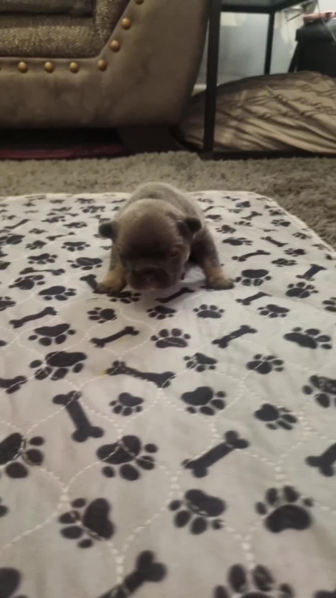 French Bulldog dogs for sale:  Open to offers Beautiful French Bulldog  - Video 4