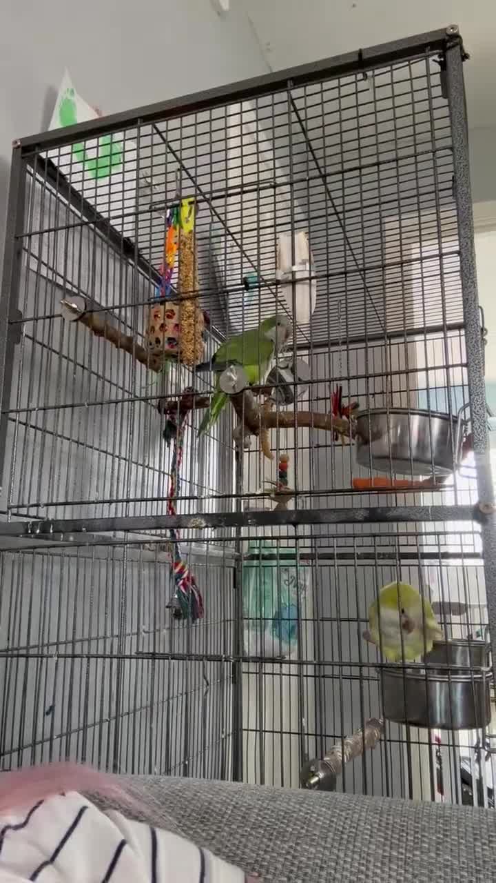 Parakeets birds for sale: 2 beautiful Quaker parrots with cage  - Video 1