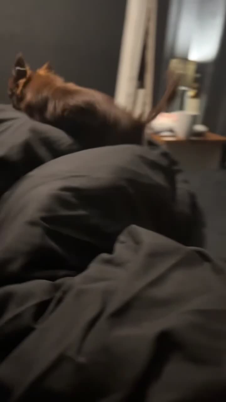 Chihuahua dogs for sale: Long haired tiny KC chihuahua girl - Video 1