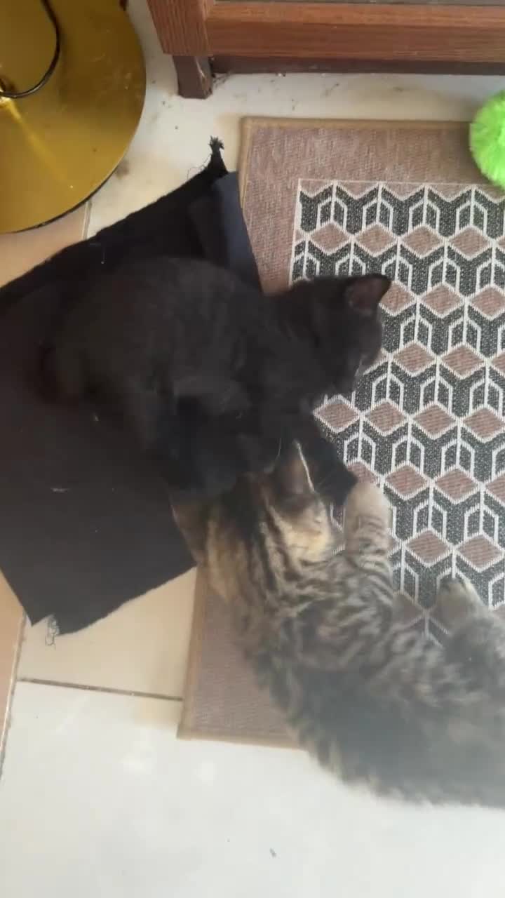 British Shorthair cats for sale: Stunning British Shorthair Kittens Ready Now! - Video 1