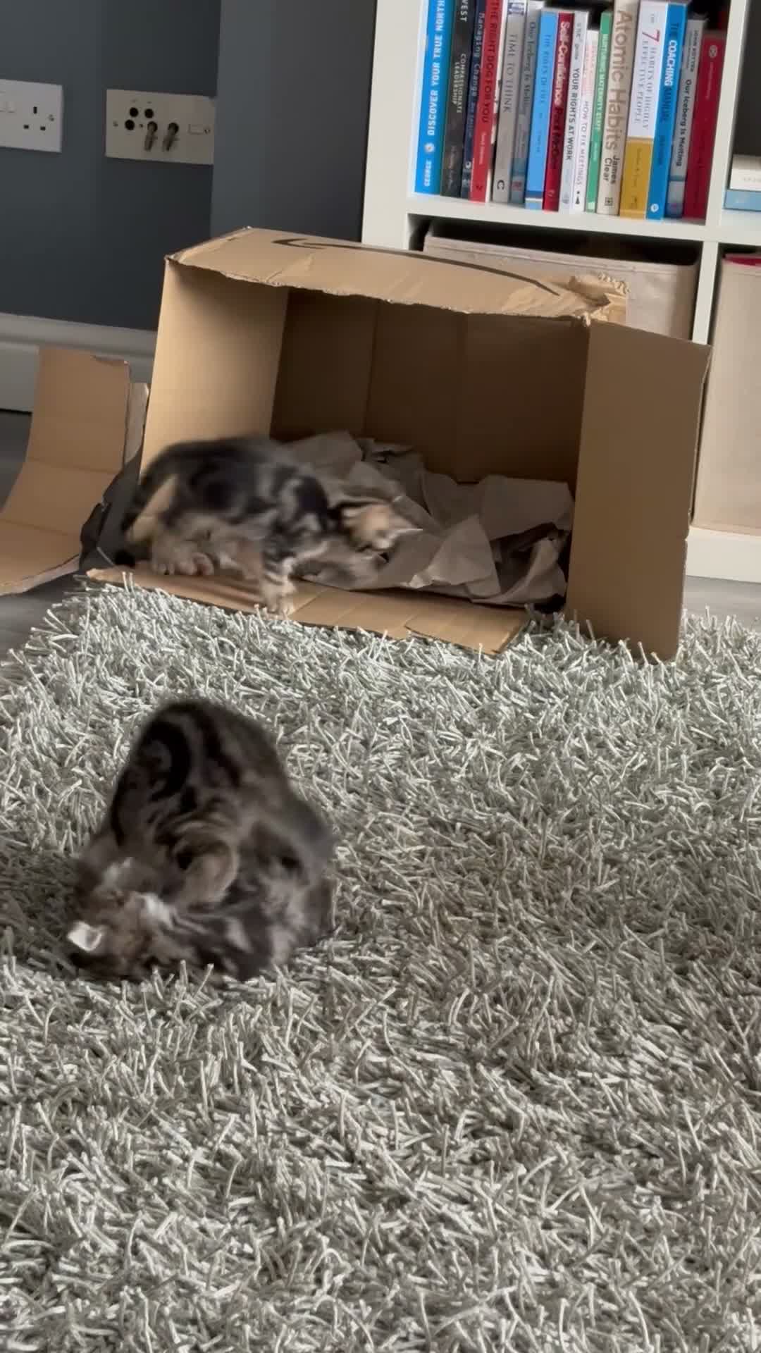 Mixed Breed cats for sale: Kittens for sale  - Video 1
