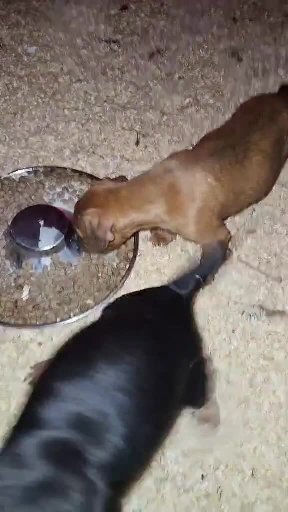 Mixed Breed dogs for sale: Lakeland bulls or bull lakelands  - Video 2