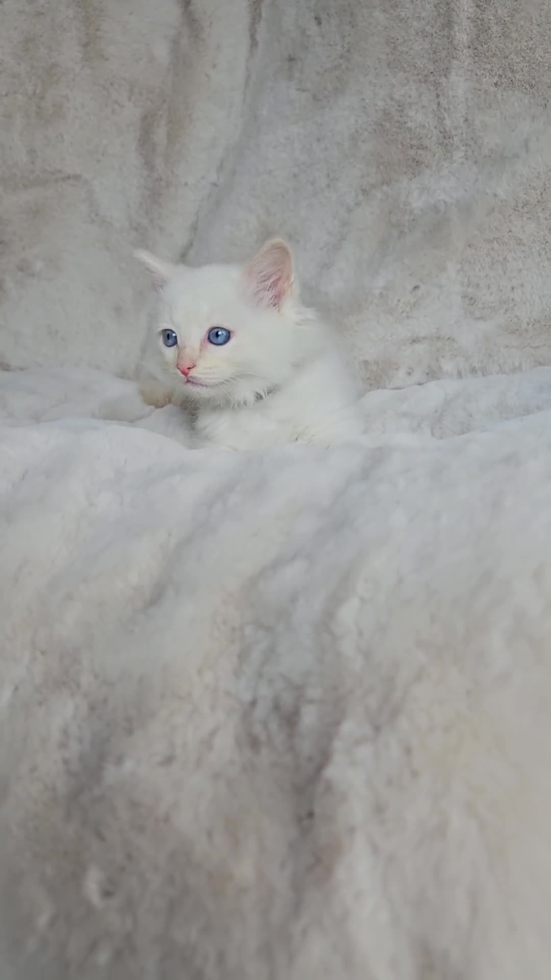 Ragdoll cats for sale: Pure Ragdoll Kittens - Video 2