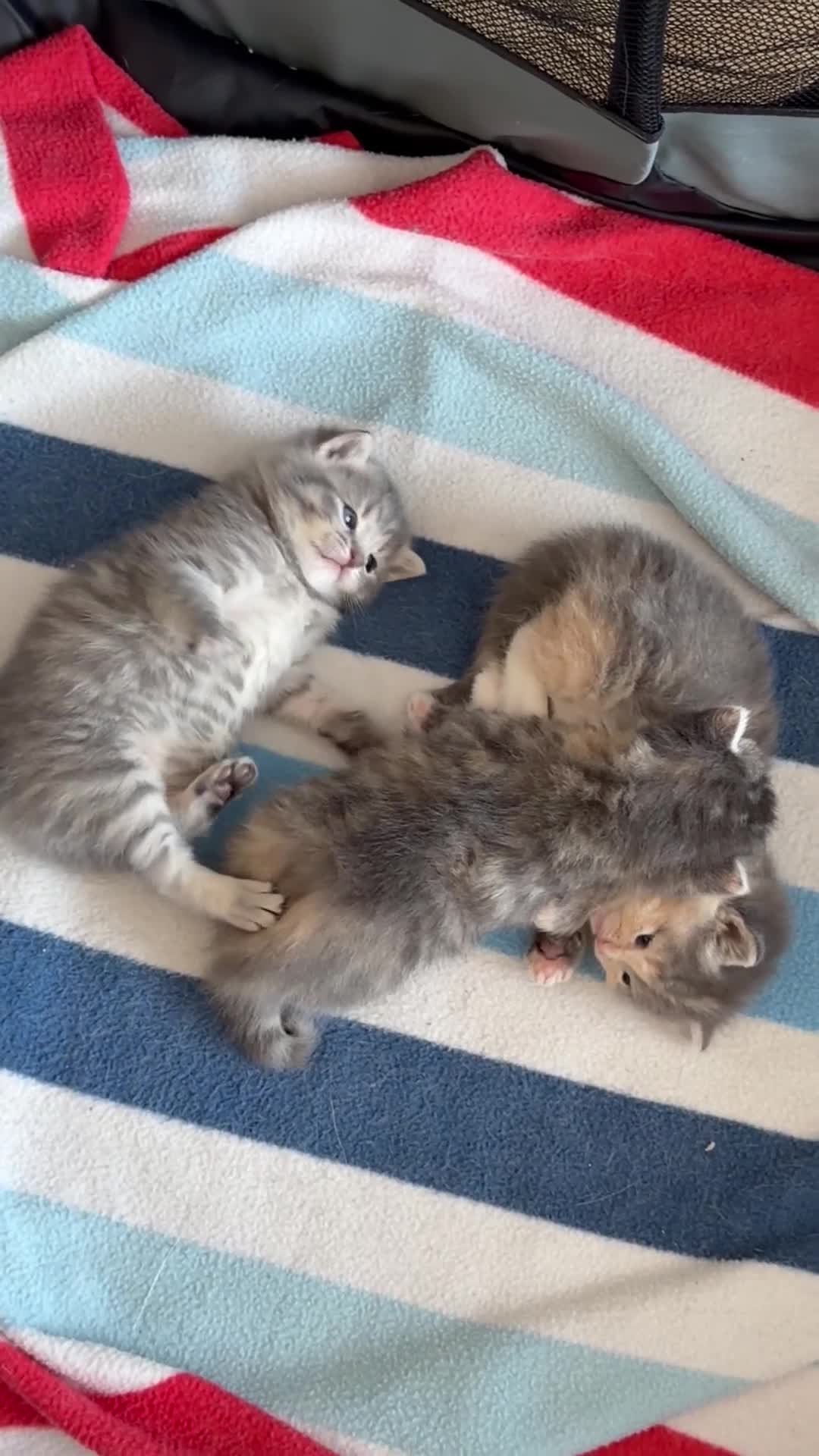 Mixed Breed cats for sale: ♥️ Last fluffy kitten remaining ♥️  - Video 1