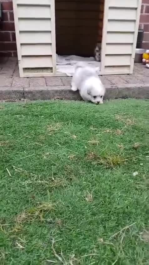 Maltipom dogs for sale: Maltipom Puppies  - Video 1