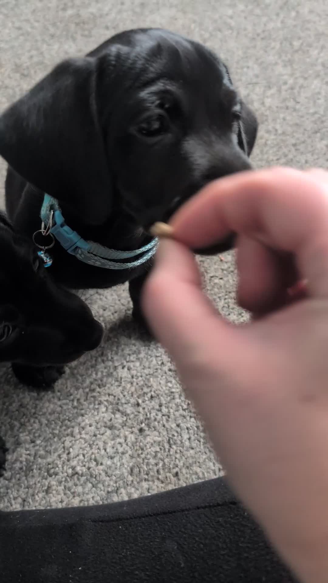 Mixed Breed dogs for sale: Doxie-Dales ready now - Video 2