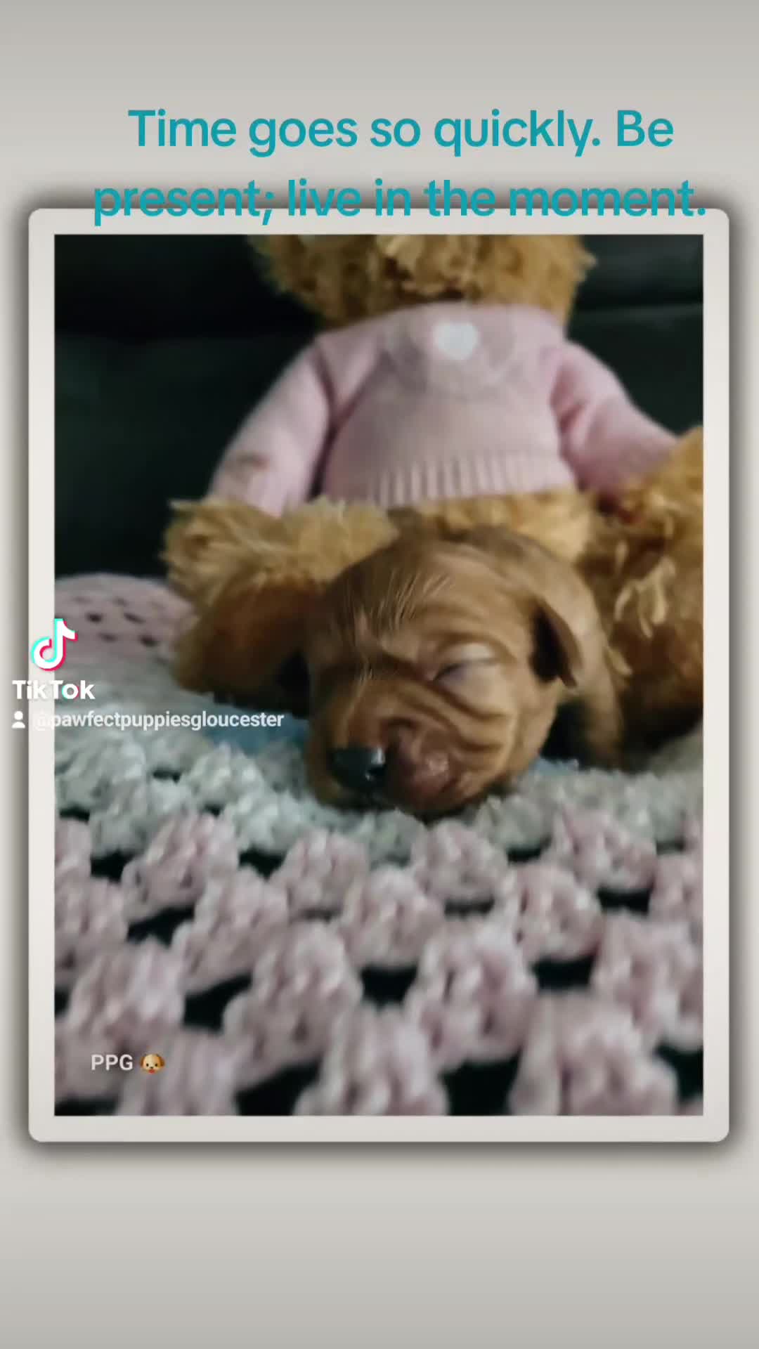 Toy Poodle dogs for stud: Stud KC-registered toy poodle, DNA clear. in Gloucester - Video 2