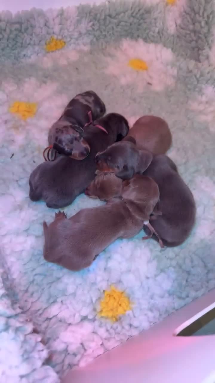 Miniature Dachshund dogs for sale: 🐾🤎✨ Miniature Dachshunds puppies ✨🤎🐾  in North Shields - Video 2