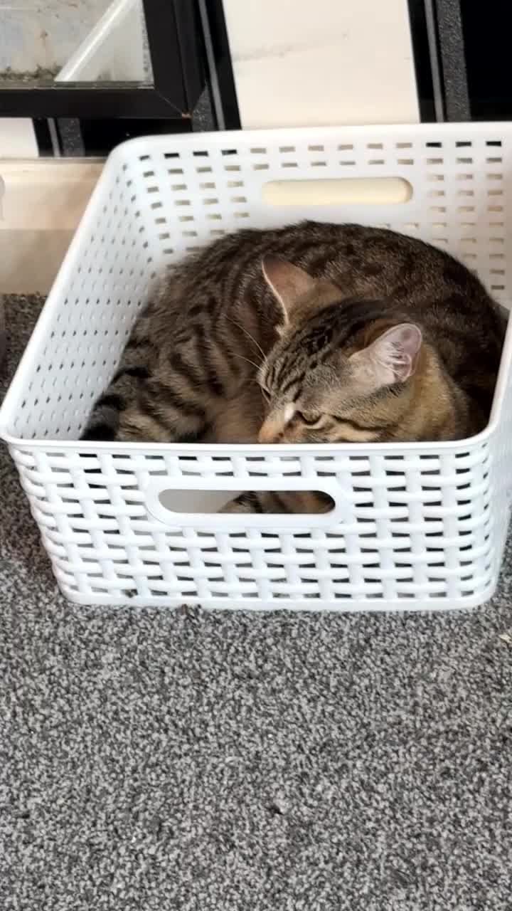 Domestic Shorthair cats for sale: 4 beautiful kittens, £100 each!! - Video 1