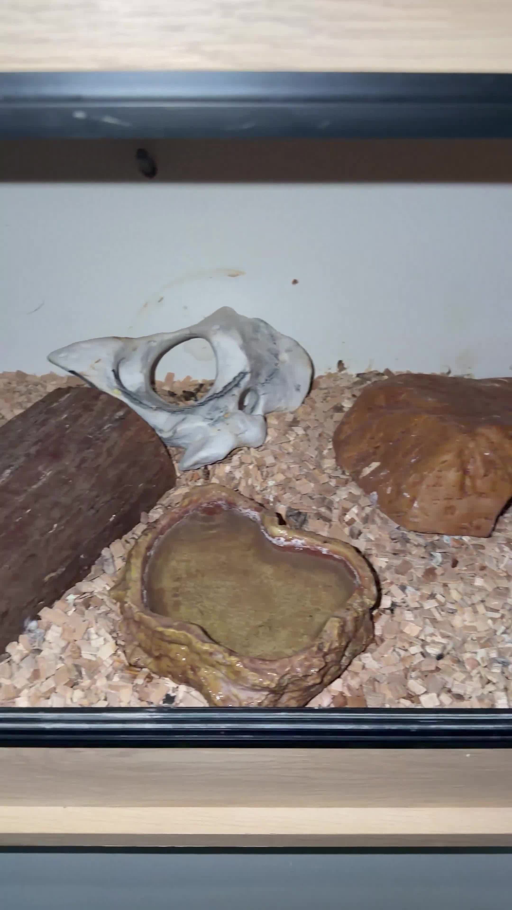 Corn Snake reptiles for sale: Corn snake  - Video 1