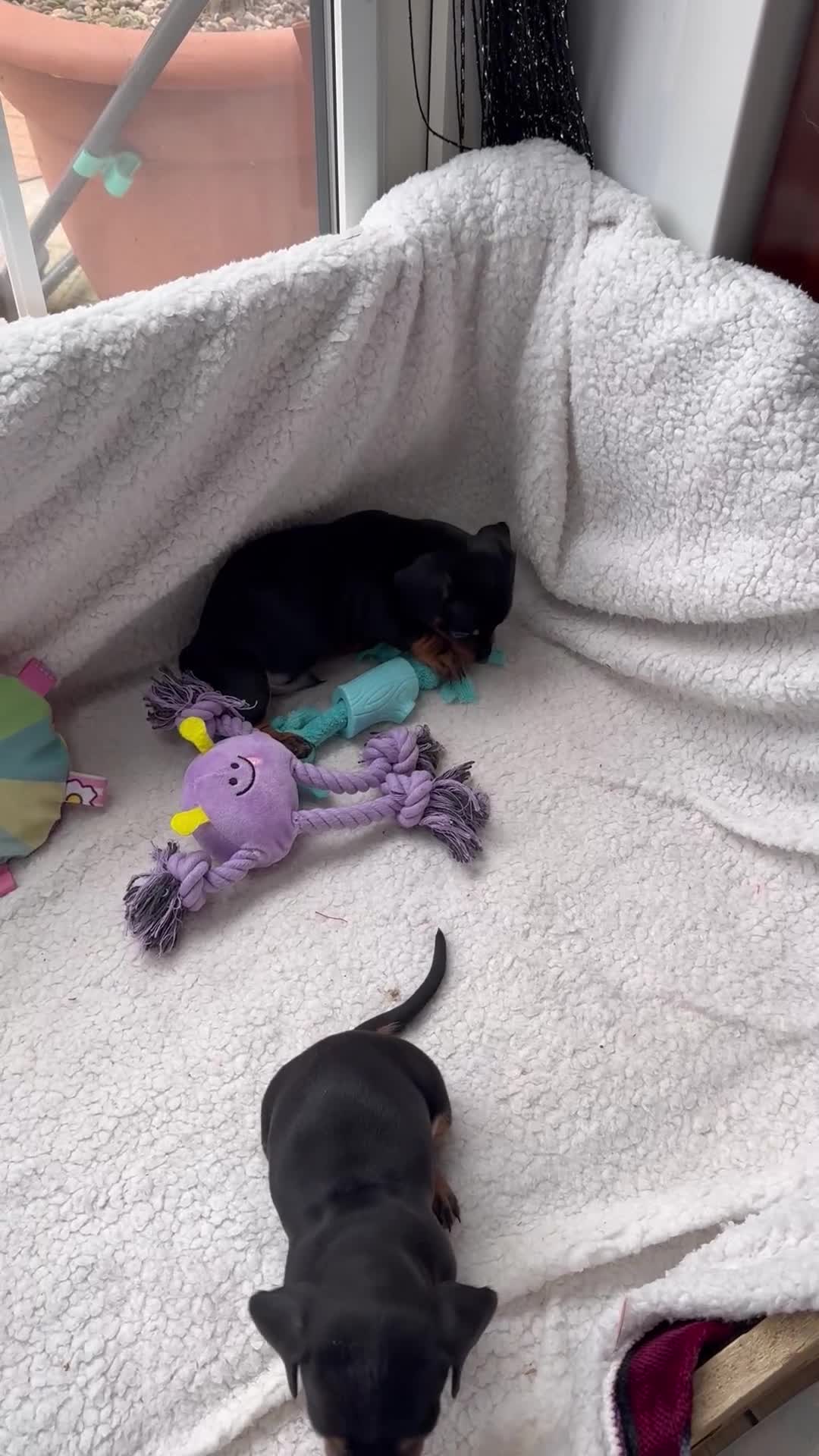 Miniature Dachshund dogs for sale: Miniature dachshund puppies - Video 1