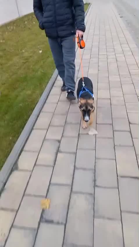 Mixed Breed dogs for adoption: ❤️🐶Busia- 6(7) month lower-medium girl ❤️🐶 - Video 1