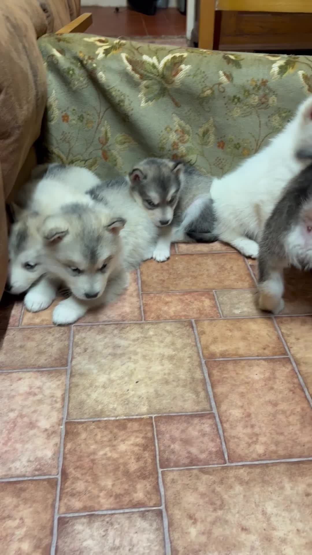 Alaskan Malamute dogs for sale: K.C registered Quality Alaskan Malamute puppies - Video 2