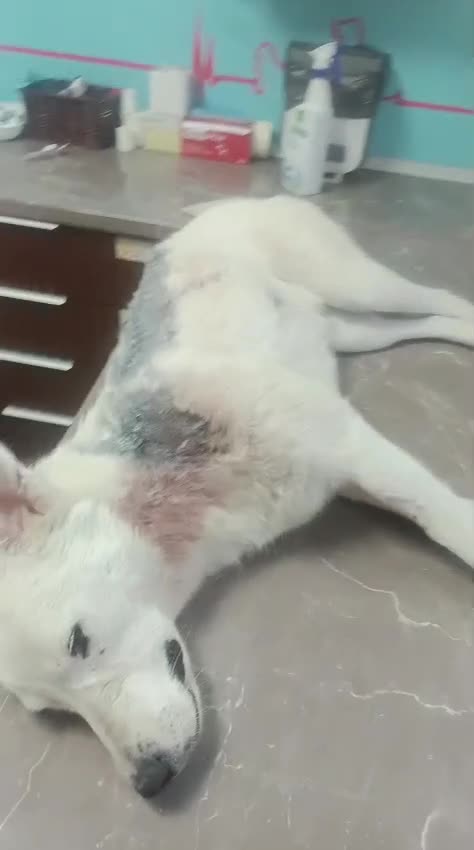 Mixed Breed dogs for adoption: BIANCA, a Superb little Girl, for a Loving Home - Video 1