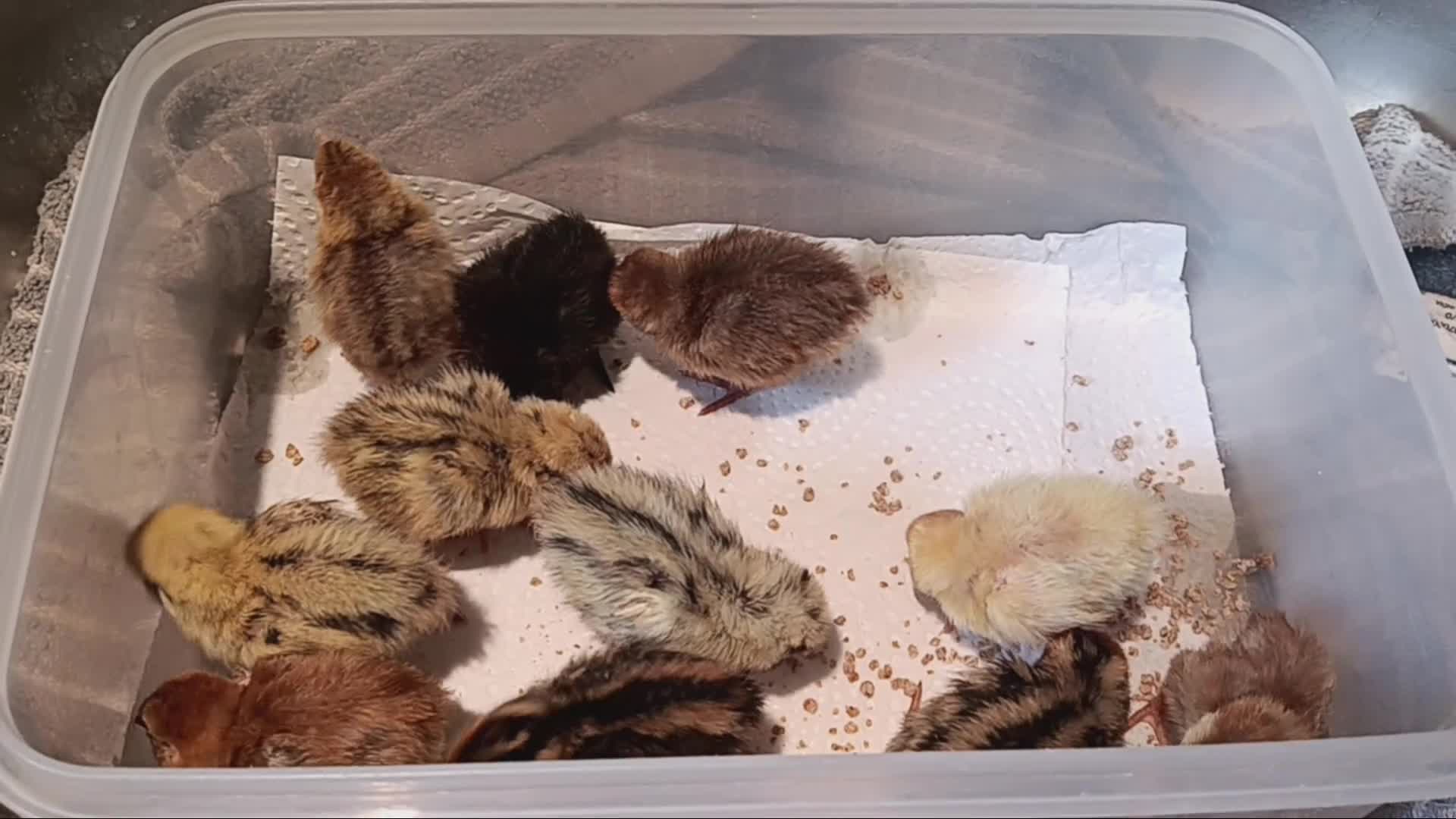 Quail poultry for sale: Baby Quail Chicks  - Video 1