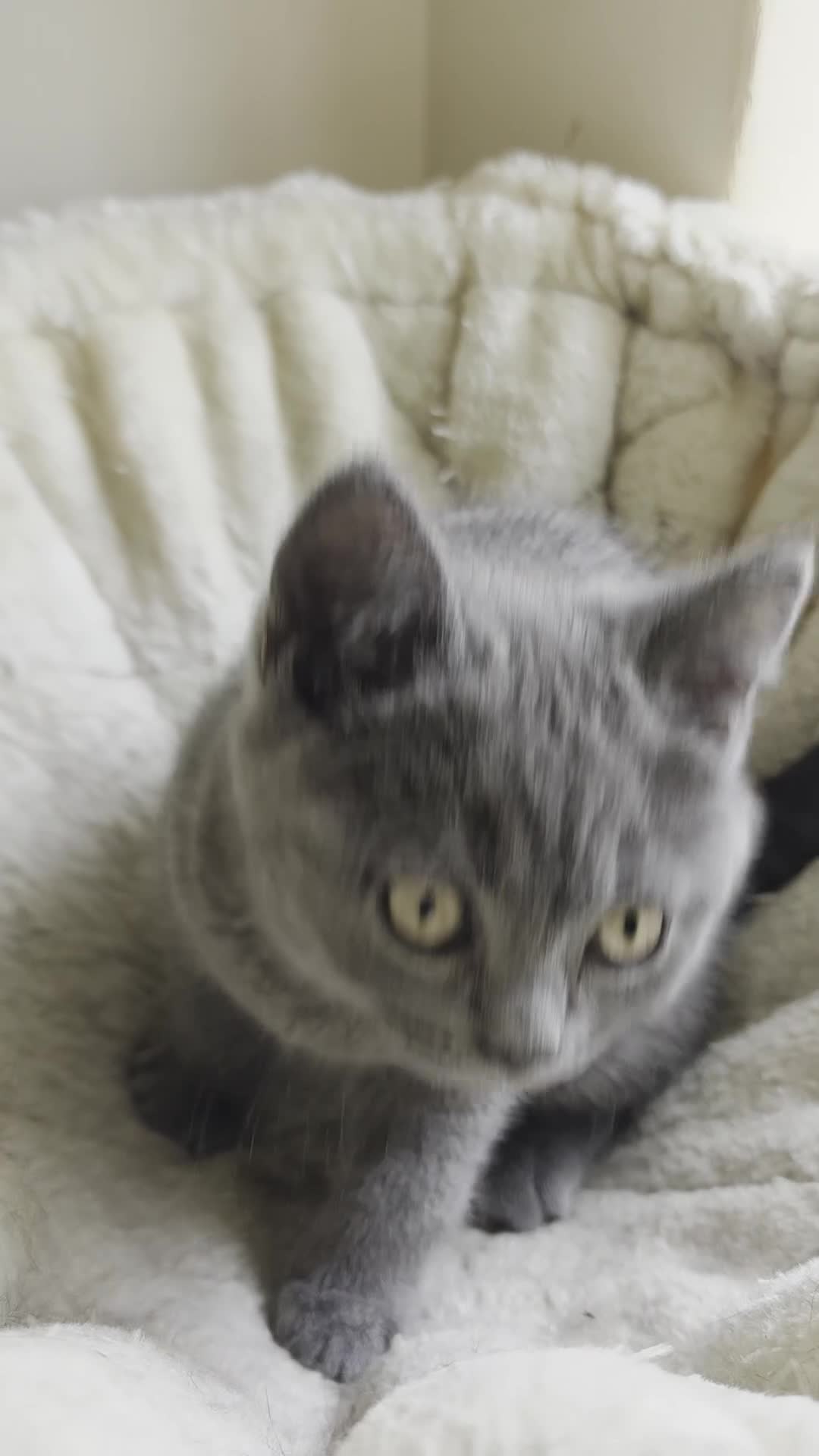 British Shorthair cats for sale: British shorthair kittens  - Video 2