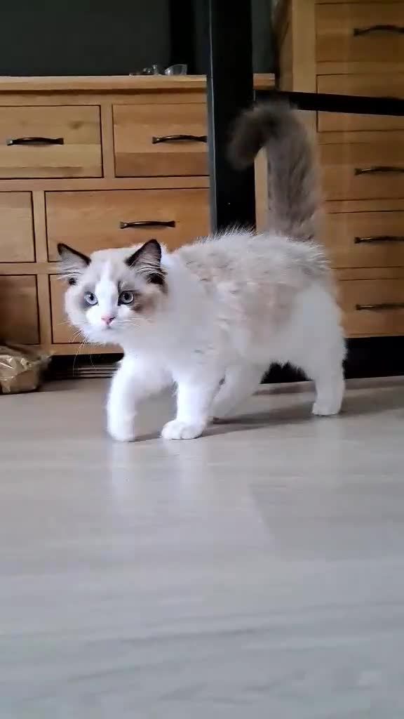 Ragdoll cats for sale: 💠Handsome FiFe Reg Ragdoll boy💠RESERVED - Video 2