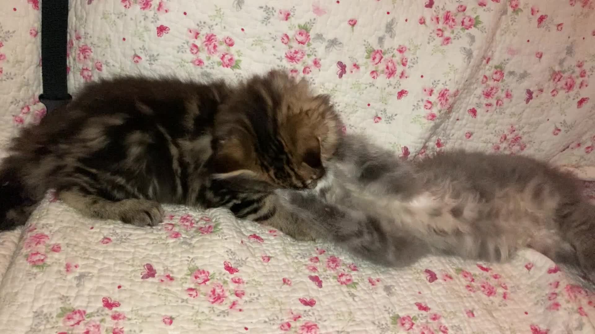 Maine Coon cats for sale: Full Maine Coon Kittens Ready Now - Video 3