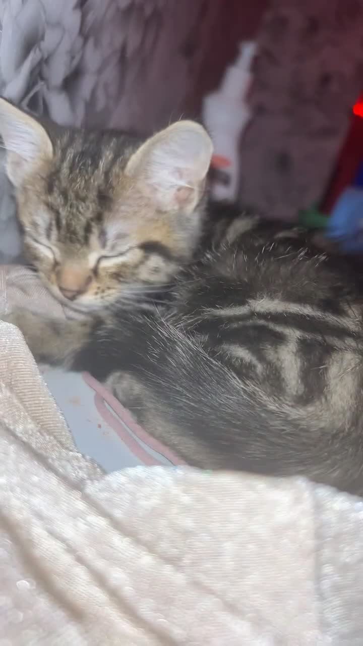Mixed Breed cats for sale: Kitten ready to go home asap - Video 1