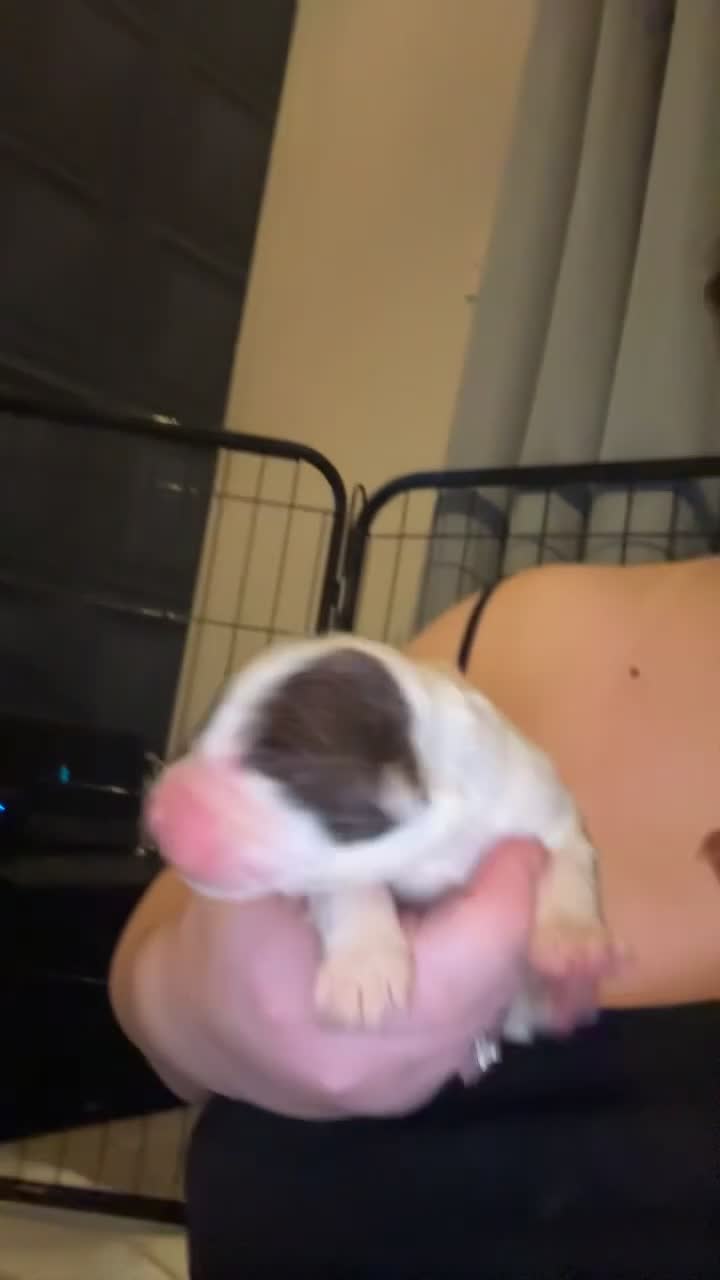 Cocker Spaniel dogs for sale: Cocker spaniel puppies - Video 4