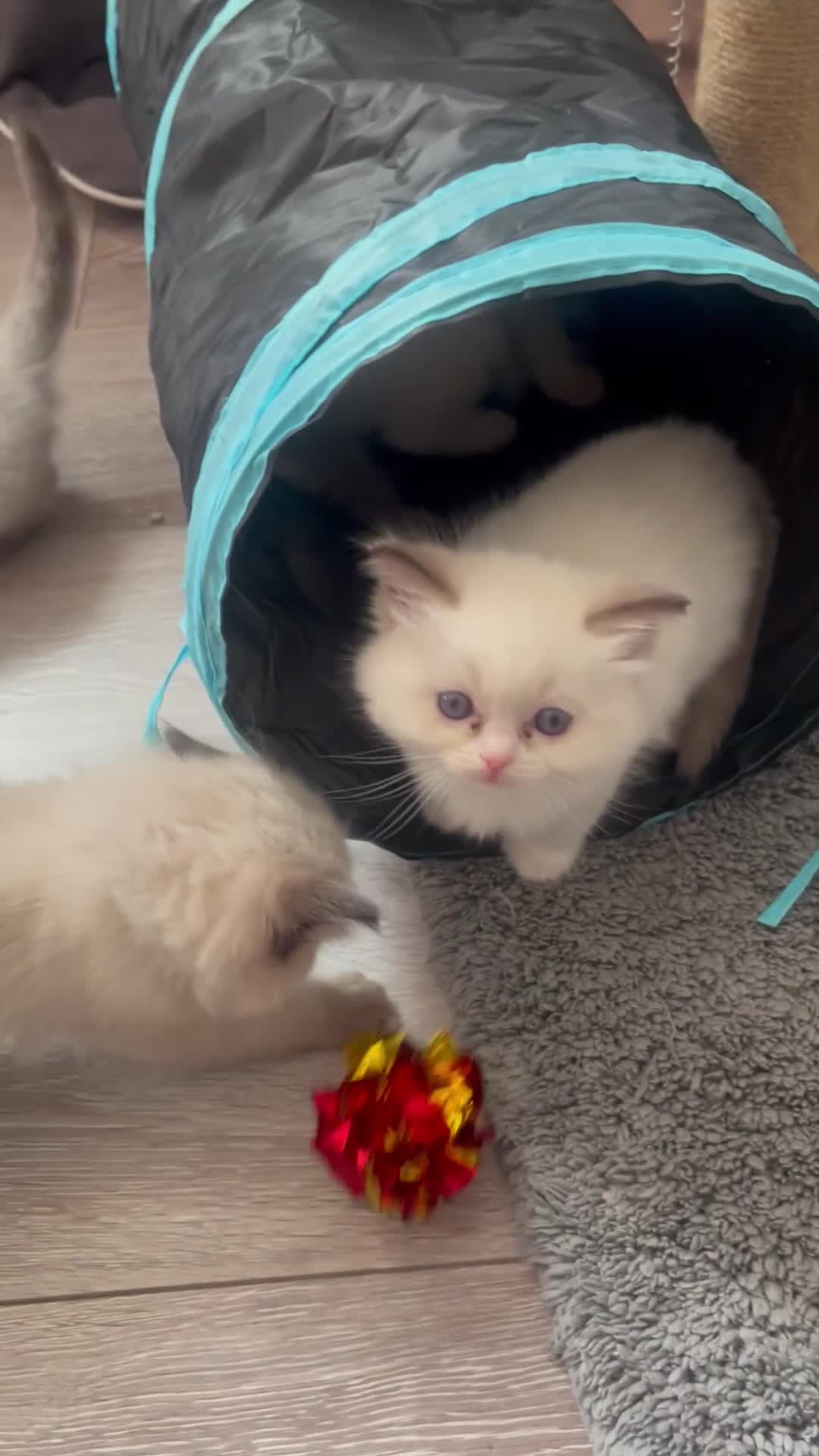 Ragdoll cats for sale: 🩵 Beautiful Ragdoll Kittens Ready at 12 Weeks! 🩵 - Video 1