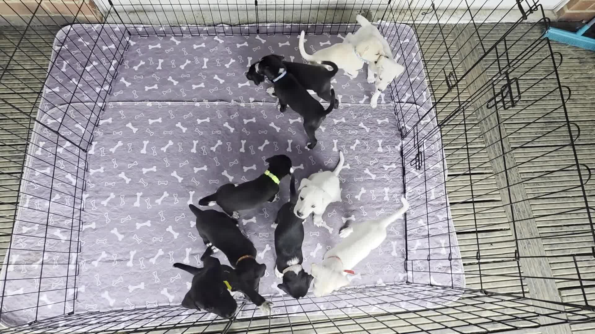 Mixed Breed dogs for sale: Beautiful Belgian mali and Dalmatian puppies - Video 1