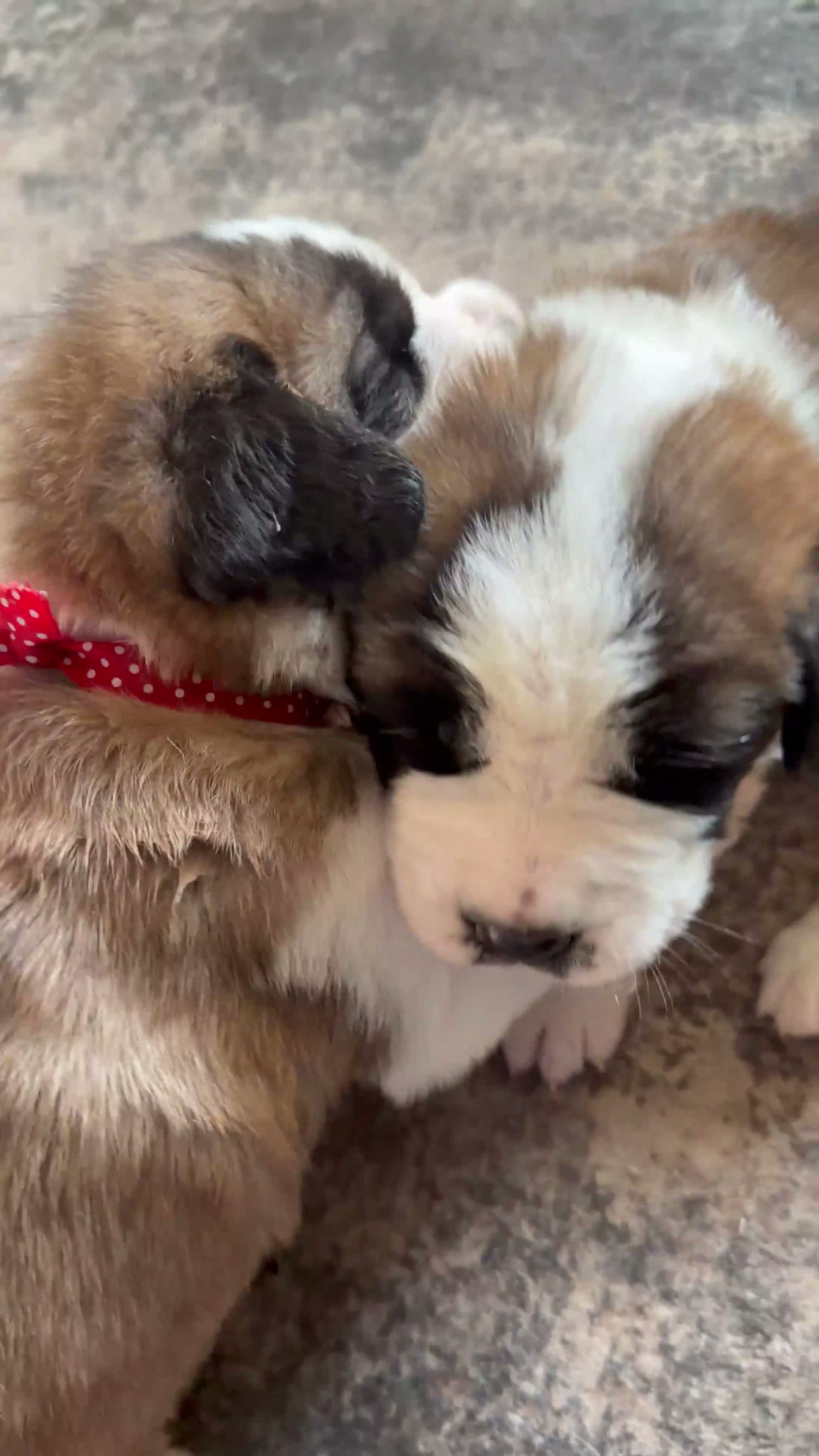 Saint Bernard dogs for sale: Exceptional St Bernard Puppies - Video 2