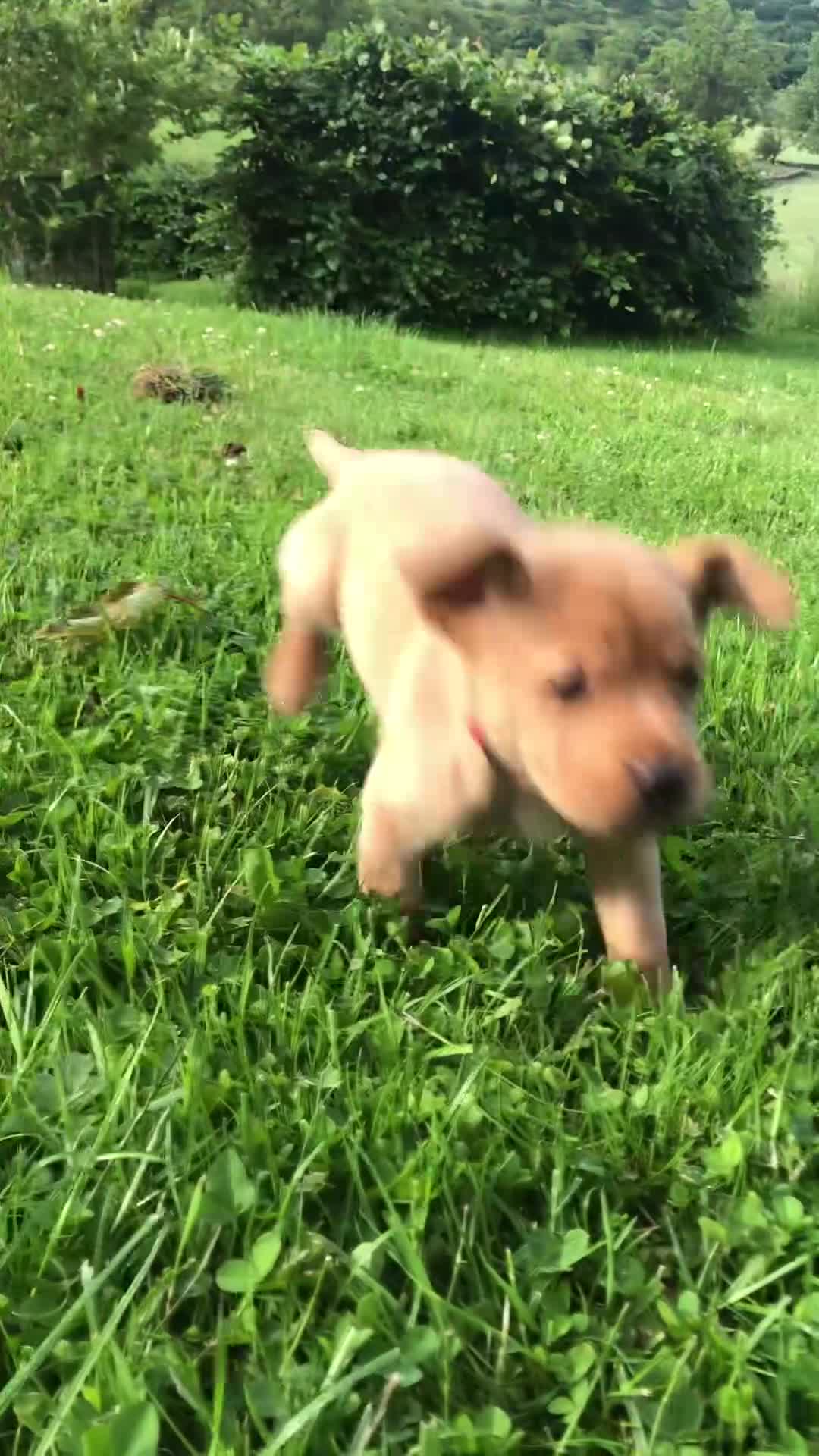 Labrador Retriever dogs for sale: Adorable KC Fox Red Lab Puppies - Video 1