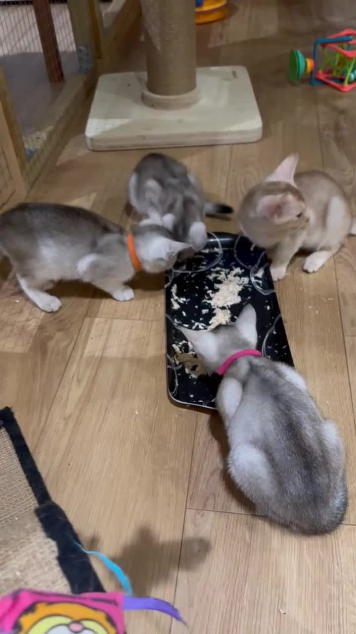 Abyssinian cats for sale: Silver Abyssinian kittens  - Video 5