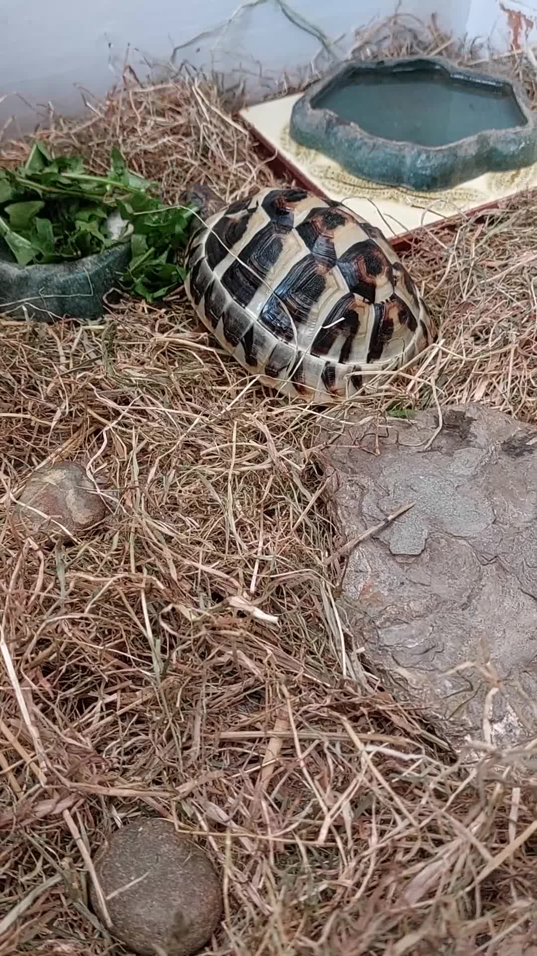 Hermann Tortoise reptiles for sale: Hermann Tortoise 6 years old- SOLD - Video 1
