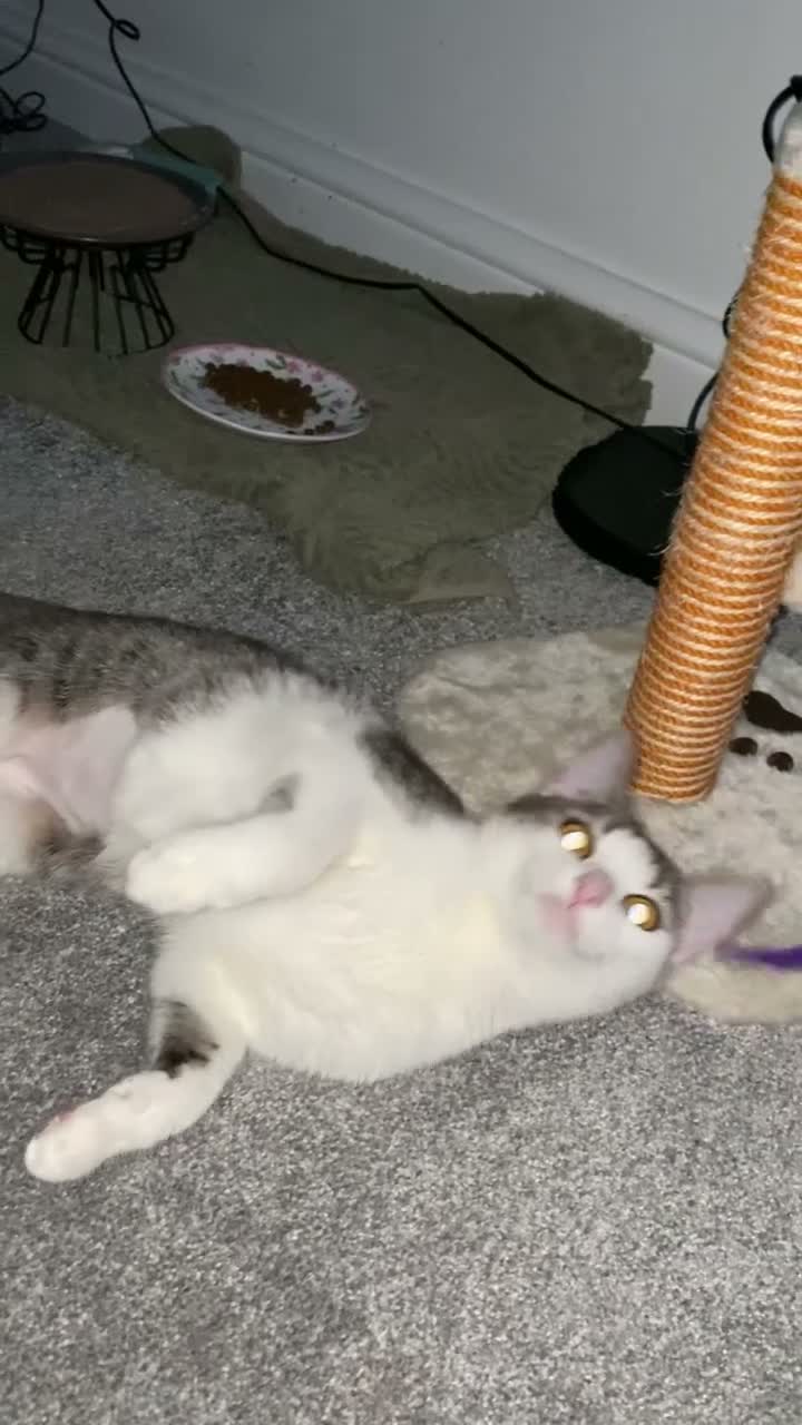 Mixed Breed cats for sale: Rehoming Luna - Video 1