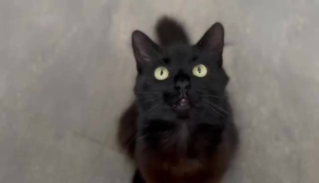 Mixed Breed cats for sale: Stunning Black Cat – Iris (7 Years Old) - Video 2
