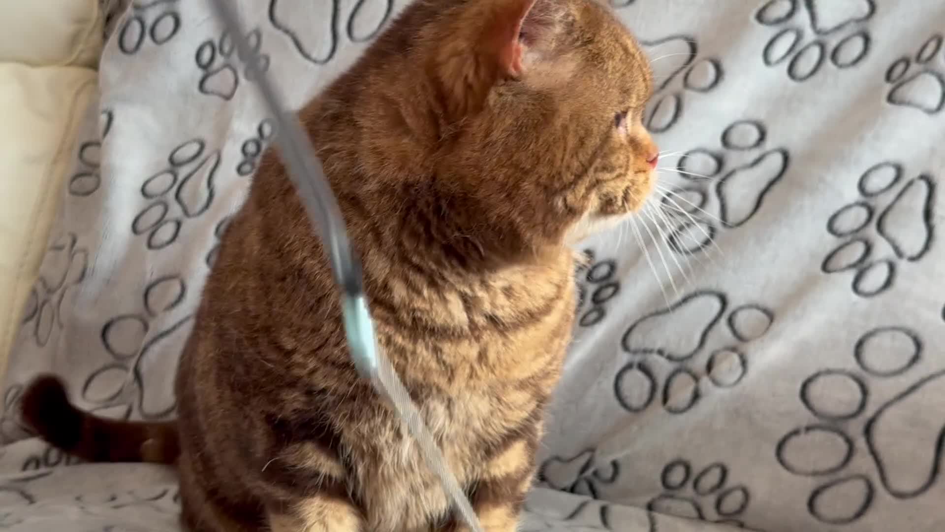 British Shorthair cats for sale: Reserved Chocolate tabby British shorthair male - Video 1