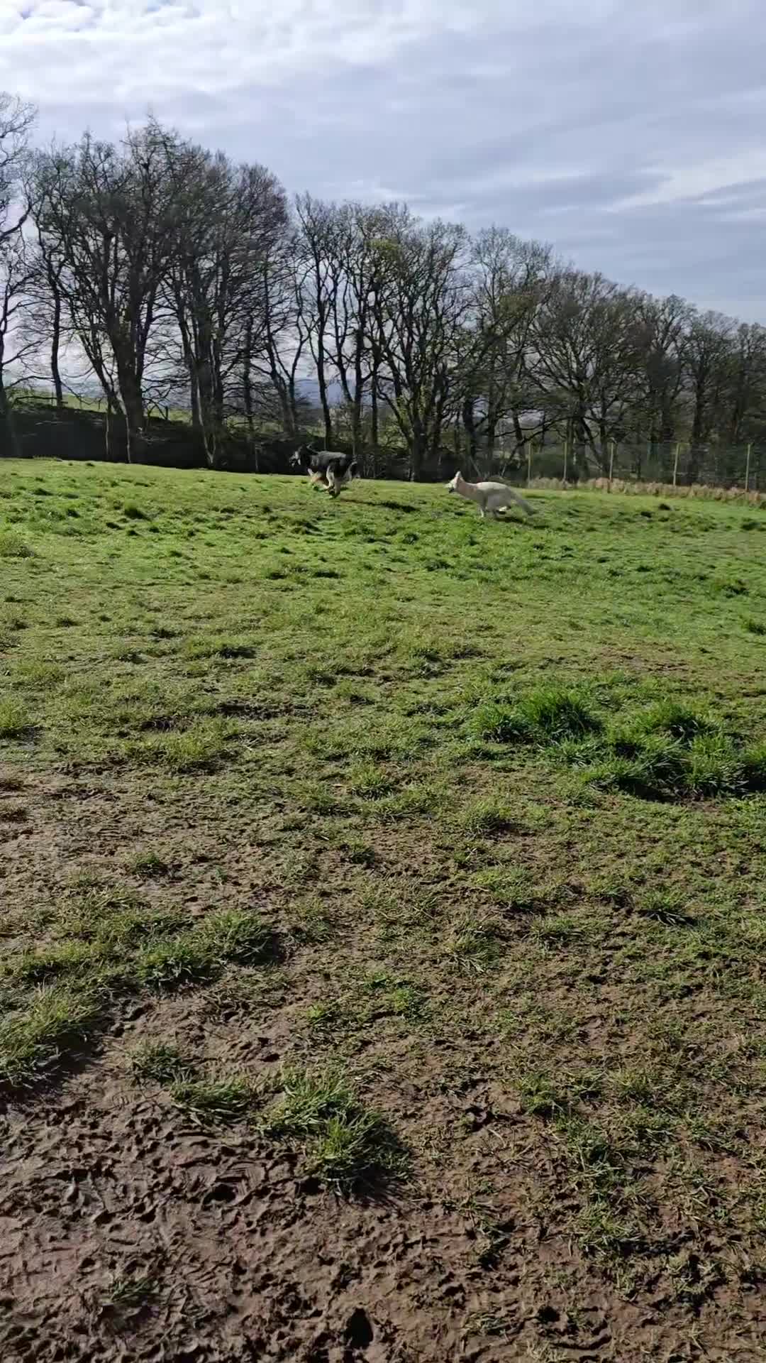 German Shepherd dogs for sale: German shepherd's for sale  in Dumbarton - Video 5