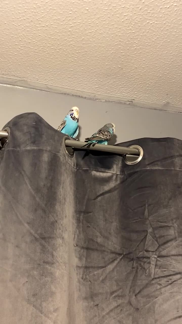 Budgerigars birds for sale: 2 male budgies  - Video 2