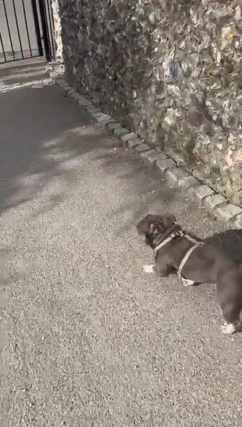 Mixed Breed dogs for sale: Well Behaved Frenchie (re-home) - Video 3