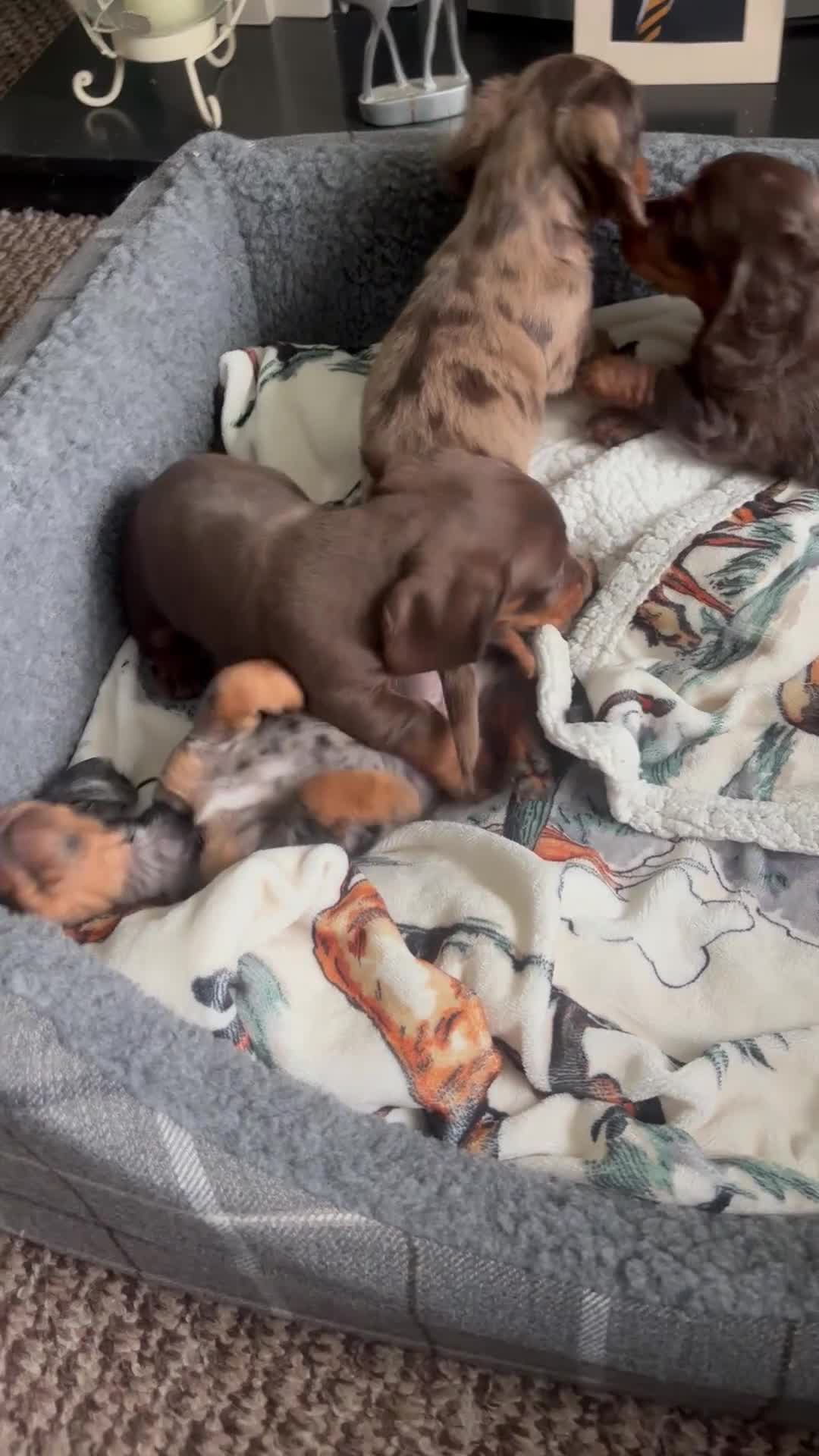 Dachshund dogs for sale: Miniature dachshund puppies 🐶long: smooth hair  - Video 1