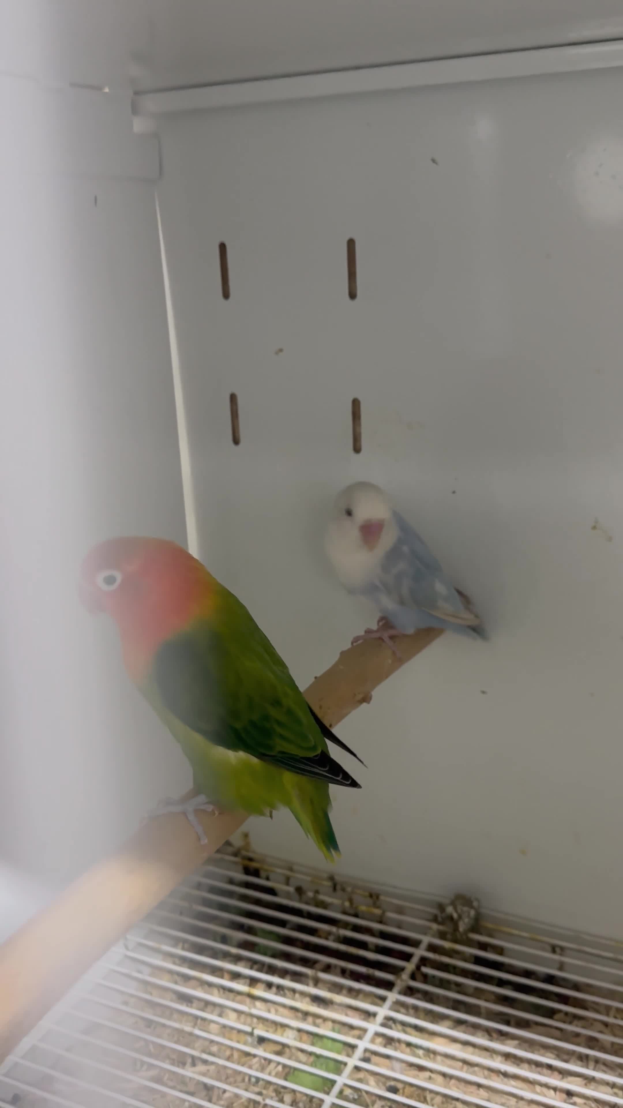 Lovebirds birds for sale: Mutation Love Bird for sale  - Video 1